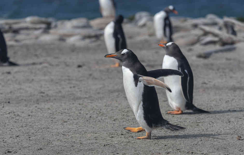 Pingüino Gentoo - islas Falkland o Malvinas 36.jpg